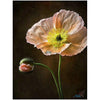 Diamond Painting full Bloemen 43-Diamond Painter