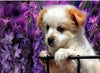 Diamond Painting Honden 13-Diamond Painter