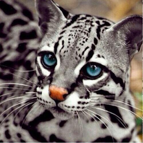Diamond Painting katten 4-Diamond Painter
