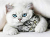 Diamond Painting knuffelde katten-Diamond Painter
