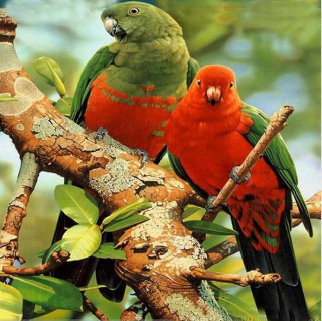 Diamond Painting Vogels 11-Diamond Painter