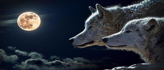 Diamond Painting wolven met volle maan-Diamond Painter